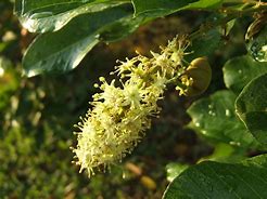 Image result for Ackee Flower