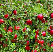 Image result for Miniature Apple Trees