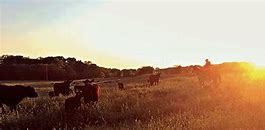 Image result for Cattle Rustler Hanging Dreamstime