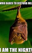 Image result for Funny Bats