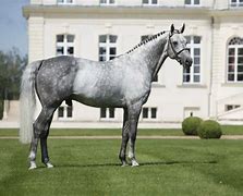 Image result for Hanoverian Horse