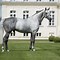 Image result for Hanoverian Horse