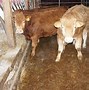 Image result for Slaughtering Cattle