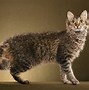 Image result for Weirdest Cats