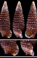 Afbeeldingsresultaten voor "cheirodonta Pallescens". Grootte: 120 x 185. Bron: www.idscaro.net
