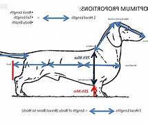 Image result for Miniature Dachshund Size Chart