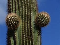 Image result for Free Hugs Cactus