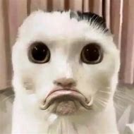 Image result for Distorted Cat Meme