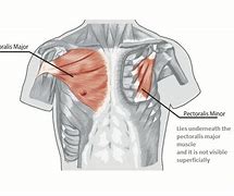 Image result for Chest Muscles Anatomy Drawing