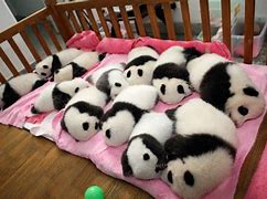 Image result for Funny Cute Panda Cubs