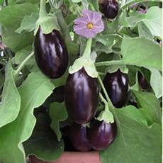 coltivare melanzane in vaso come coltivare le melanzane i consigli per orto e vaso coltivare melanzane in vaso come coltivare le melanzane i consigli per orto e vaso