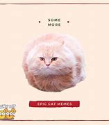 Image result for Epic Cat Memes