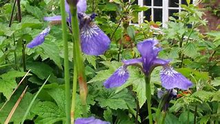 Image result for Iris sibirica Demure Illini