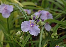 Image result for Tradescantia Little Doll
