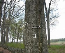 Image result for Witness Tree Brut Sparkling