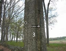 Image result for Witness Tree Dolcetto Remari