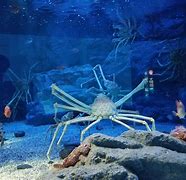 Image result for Osaka Sea Aquarium