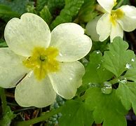 Image result for Light Yellow Flowers