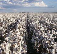 Image result for Cotton On Australia iPhone Purse
