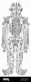 Image result for Acupuncture Chart
