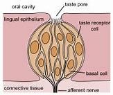 Image result for Taste Buds Missing From Posterior Tongue