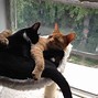 Image result for Cozy Cat Funny