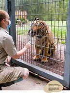 Image result for What Do Zookeepers Feed Tigers