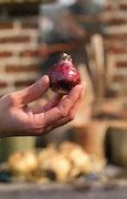 Image result for How to Pick Healthy Flowerbulbs