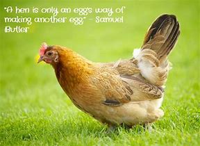 Image result for Chicken Quotes Farmhouse