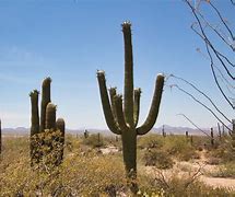 Image result for Saguaro National Park Arizona Cactus