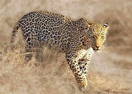 Image result for leopard