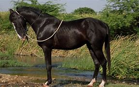 Image result for India Horse Breeds