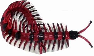 Image result for Rubber Centipede Toy