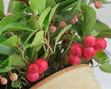 Image result for Gaultheria procumbens Big Berry (r)