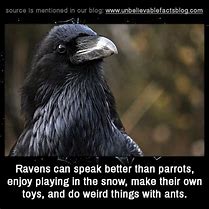 Image result for Strong Bird Raven Meme