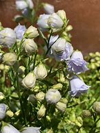 Image result for Campanula cochl. Elizabeth Oliver