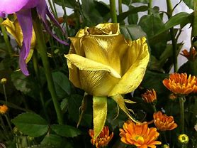 Image result for Gold Stem Roses