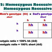 Image result for Homozygous TT