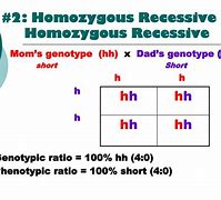 Image result for Homozygous Chart