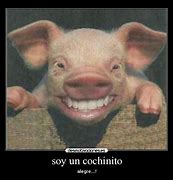 Image result for cochinito