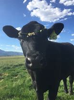 Image result for Hipster Cow