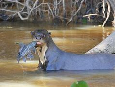 Image result for Native Fish in the Amazon River Giant Otter