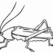 Image result for Cricket Insect Coloring Page
