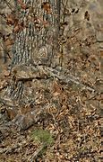 Image result for Camouflage Images