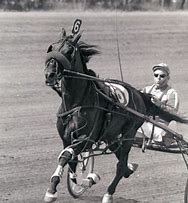 Image result for Horse Coasters Harness Racing
