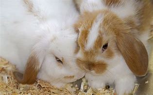 Image result for Pictures of Bunnies Snuggling