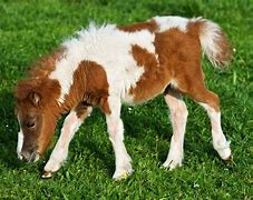 Image result for Small Horse Breeds