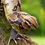 Image result for Tropical Snake Species