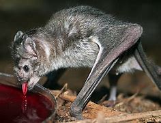 Image result for Vampire Bat Bites Human