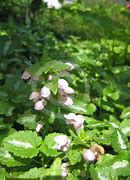 Image result for Lamium maculatum Roseum